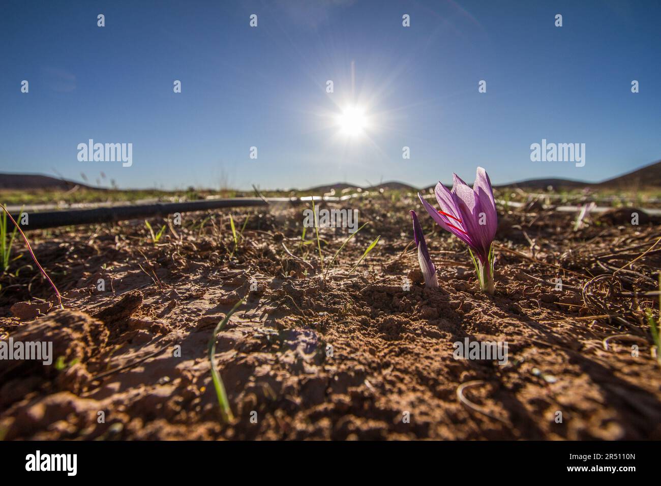 Efficient Watering of Saffron using Drip Irrigation Stock Photo Alamy