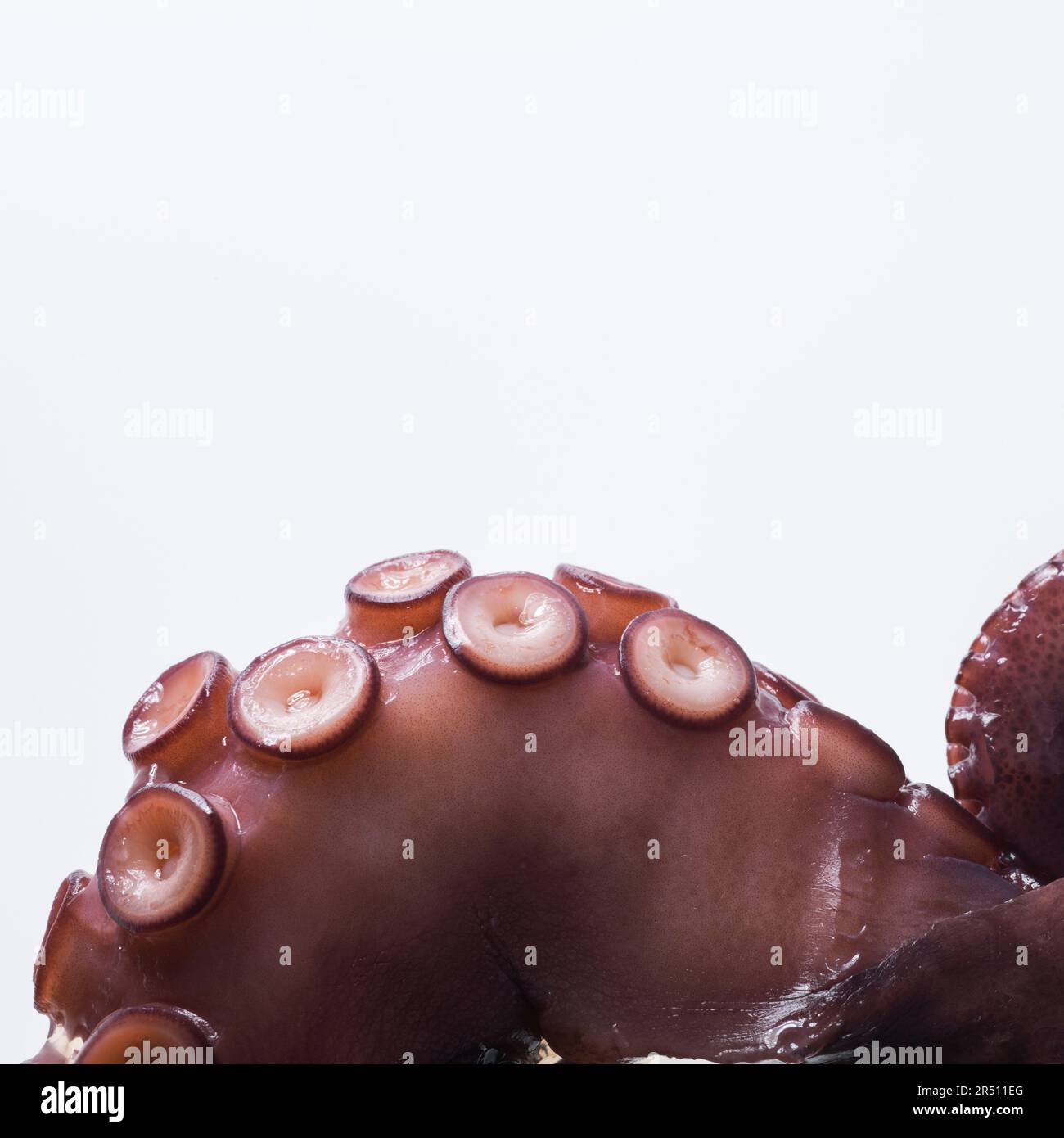 Octopus tentacles (close-up Stock Photo - Alamy