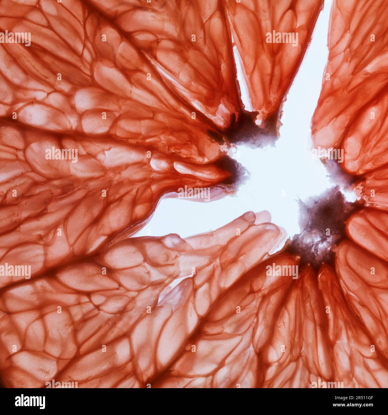 Grapefruit (Close up) Stock Photo