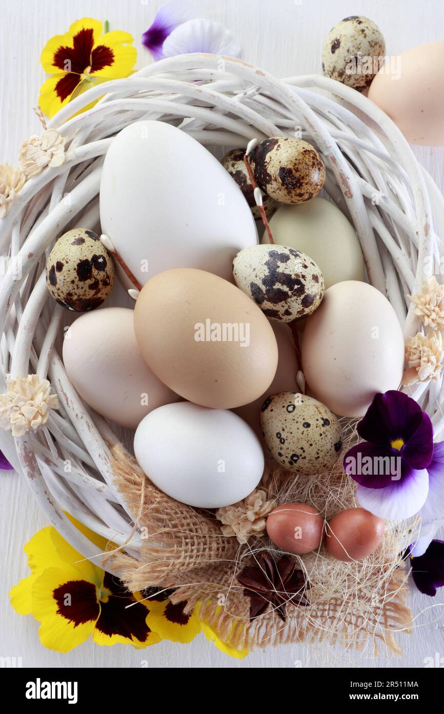 Easter composition with eggs with fresh flowers Stock Photo