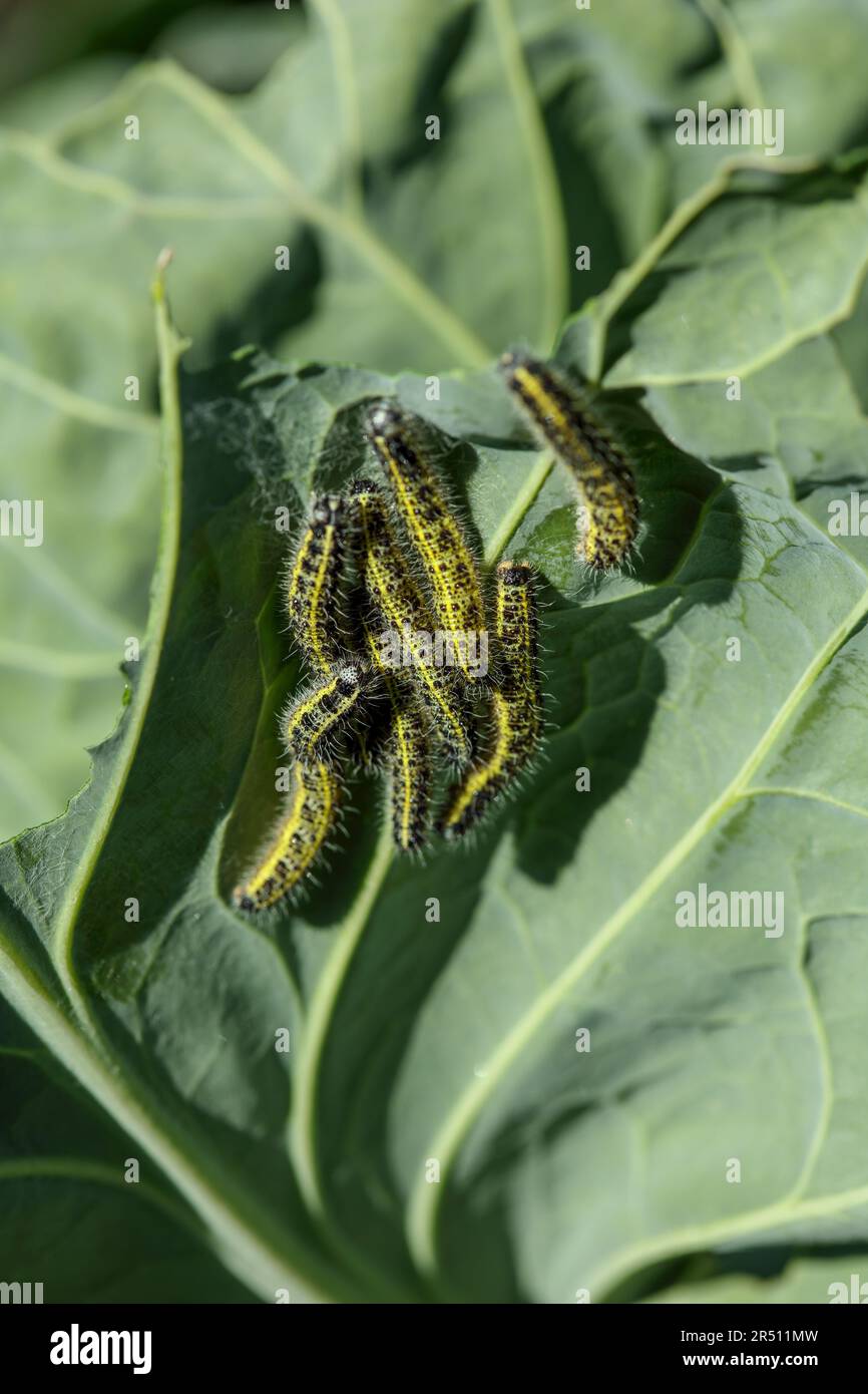 Caterpillars of the cabbage white butterfly on a cabbage leaf Stock ...