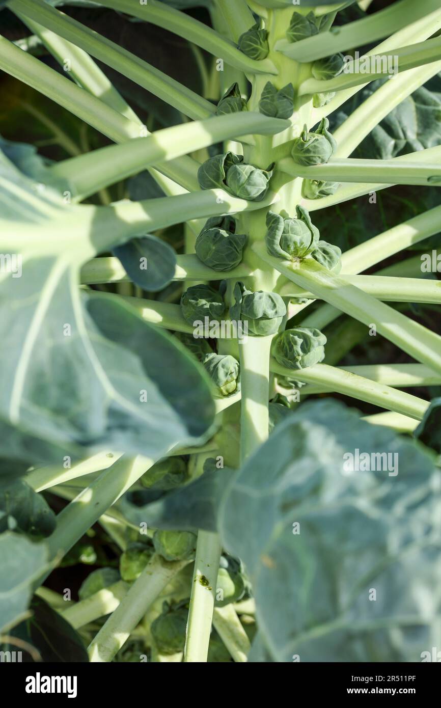 Young Brussels sprouts on the plant Stock Photo