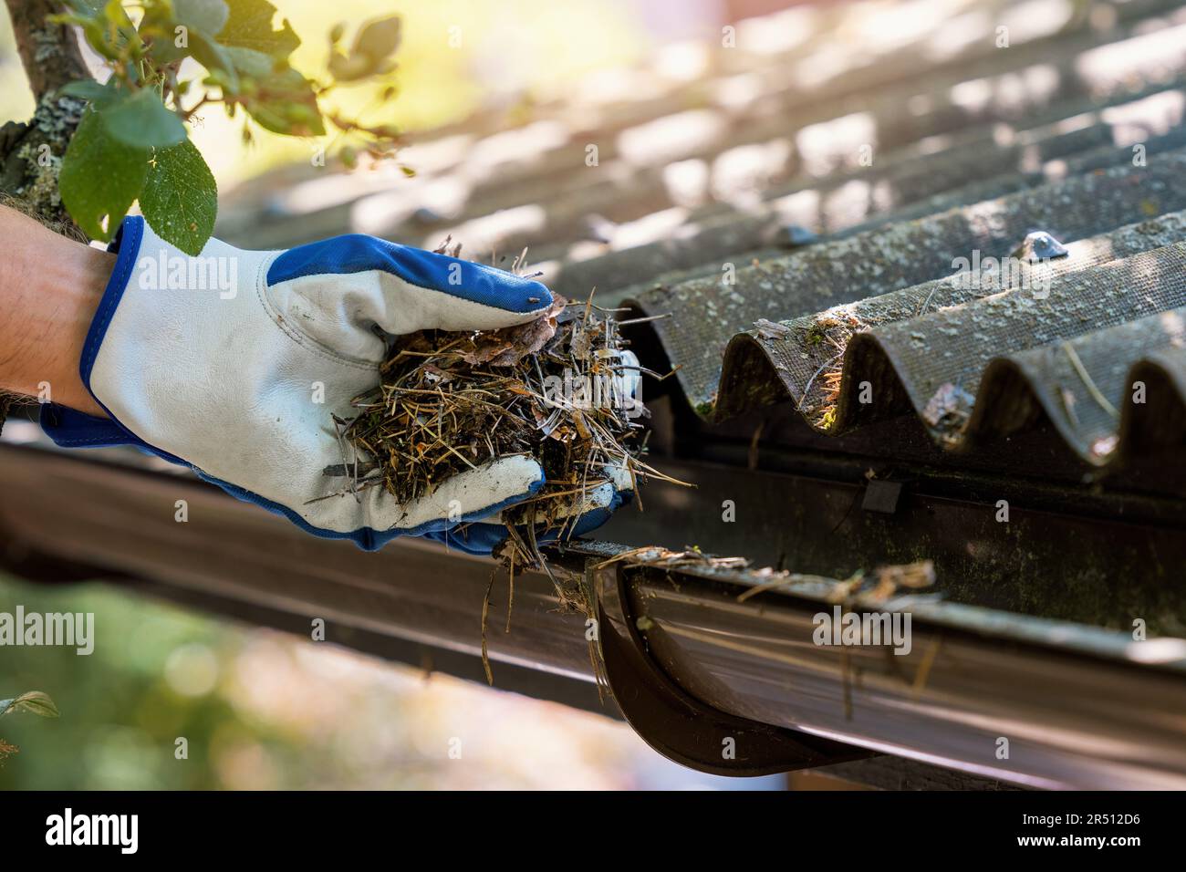 hand with glove cleaning house gutter from leaves and needles Stock Photo