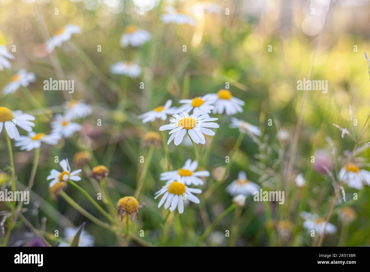 Beautiful background of many blooming daisies field. Chamomile grass close-up. Beautiful meadow in springtime full of flowering daisies with white yel Stock Photo