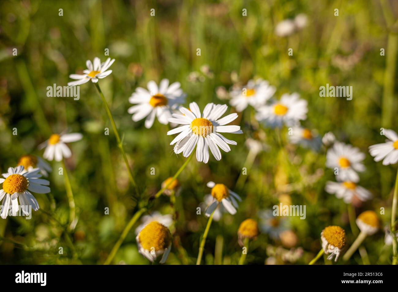 Beautiful background of many blooming daisies field. Chamomile grass close-up. Beautiful meadow in springtime full of flowering daisies with white yel Stock Photo