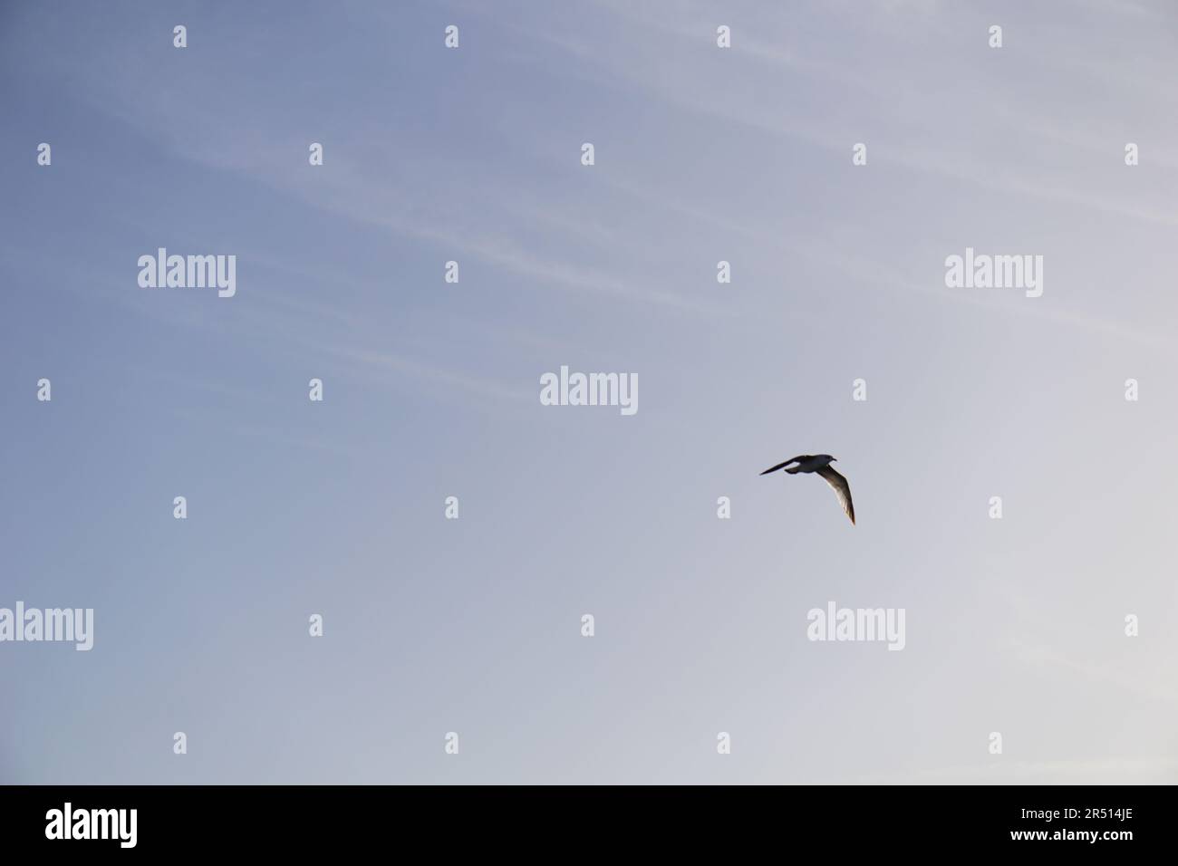Birds flying over the Suez canal in Portsaid Stock Photo
