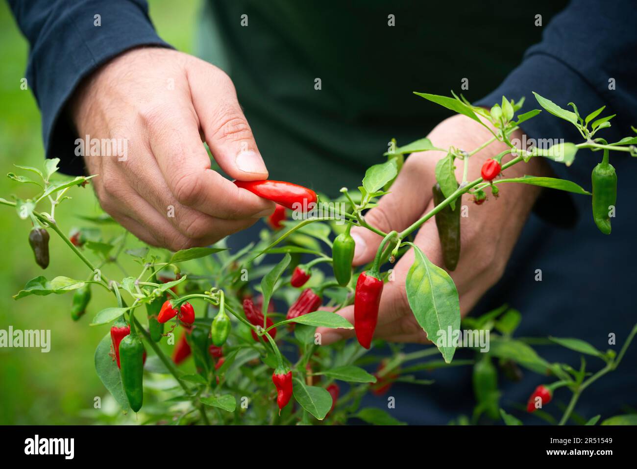 Man harvesting chilli peppers Stock Photo - Alamy