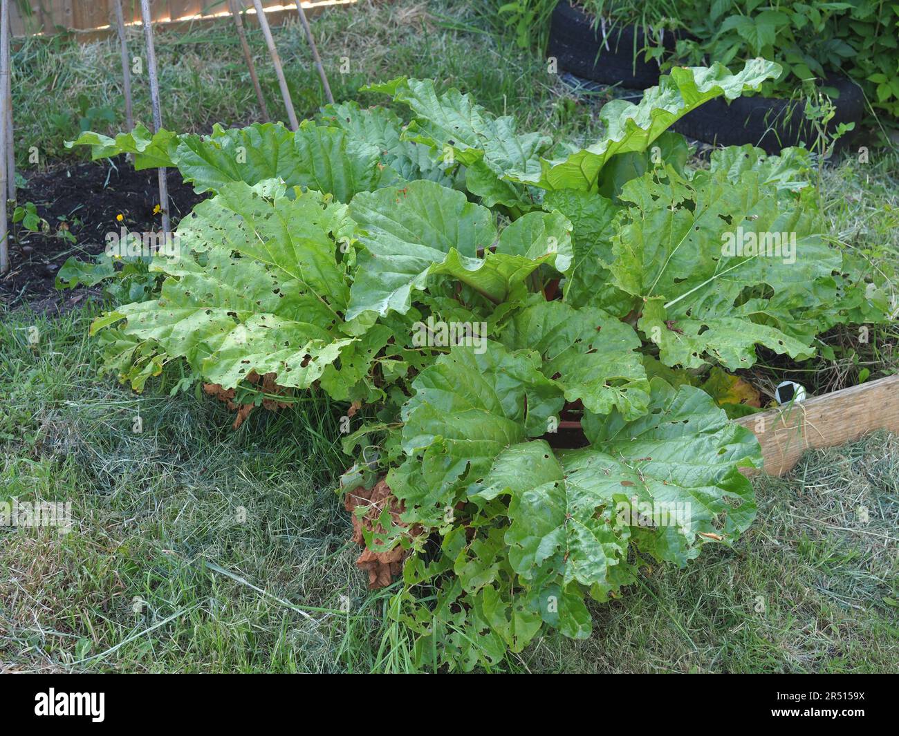 A large rhubarb plant growing in a small vegetable patch Stock Photo