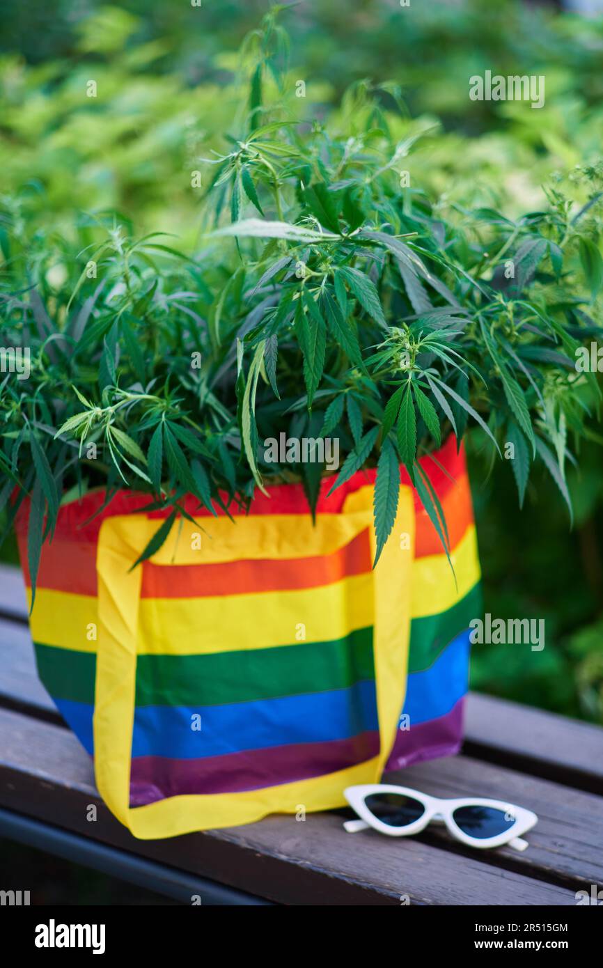bag with LGBT colors full of canabis, and sunglasses, freedom concept . High quality photo Stock Photo
