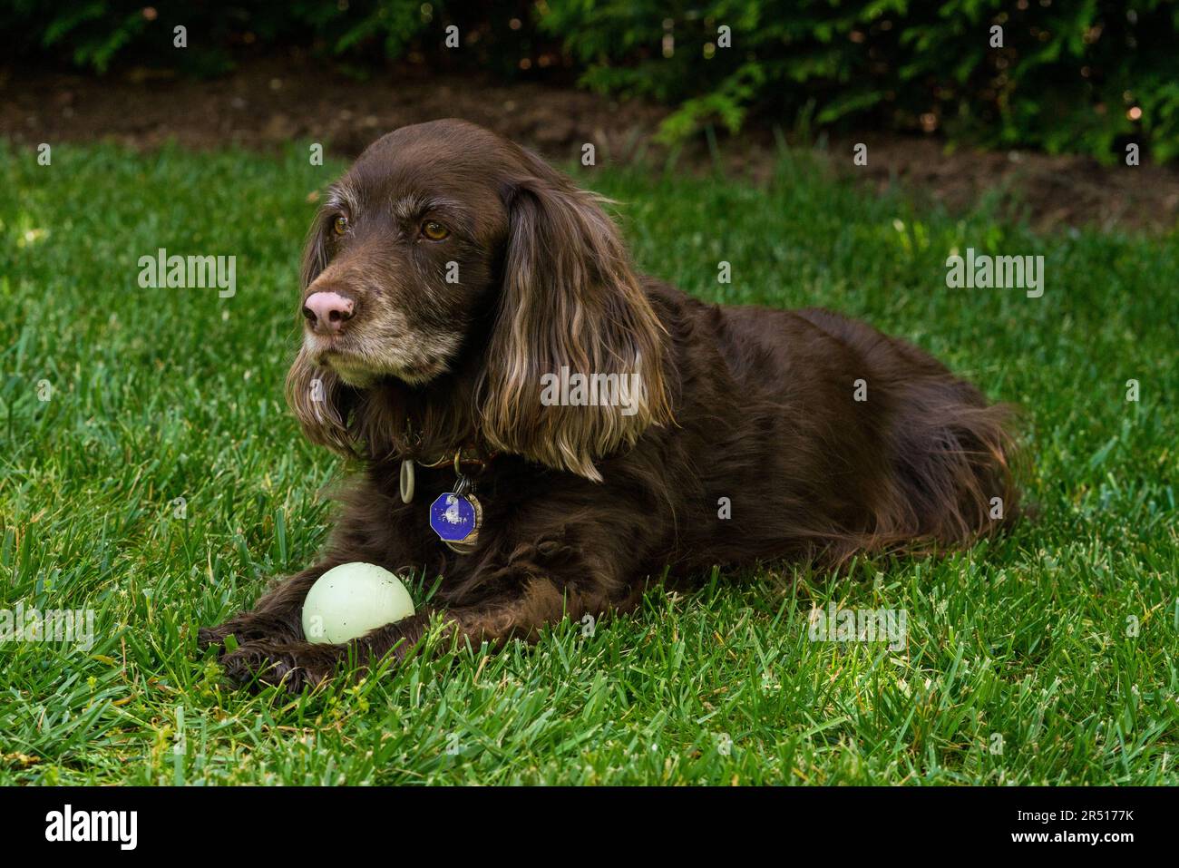Brown cocker spaniel dog in the grass Stock Photo