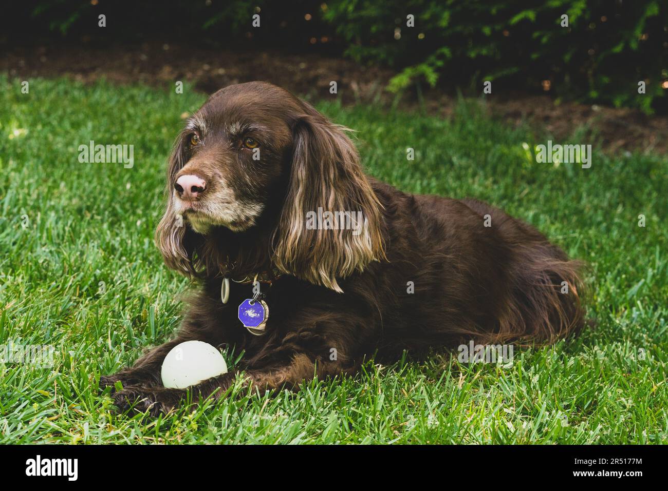 Brown cocker spaniel dog in the grass Stock Photo