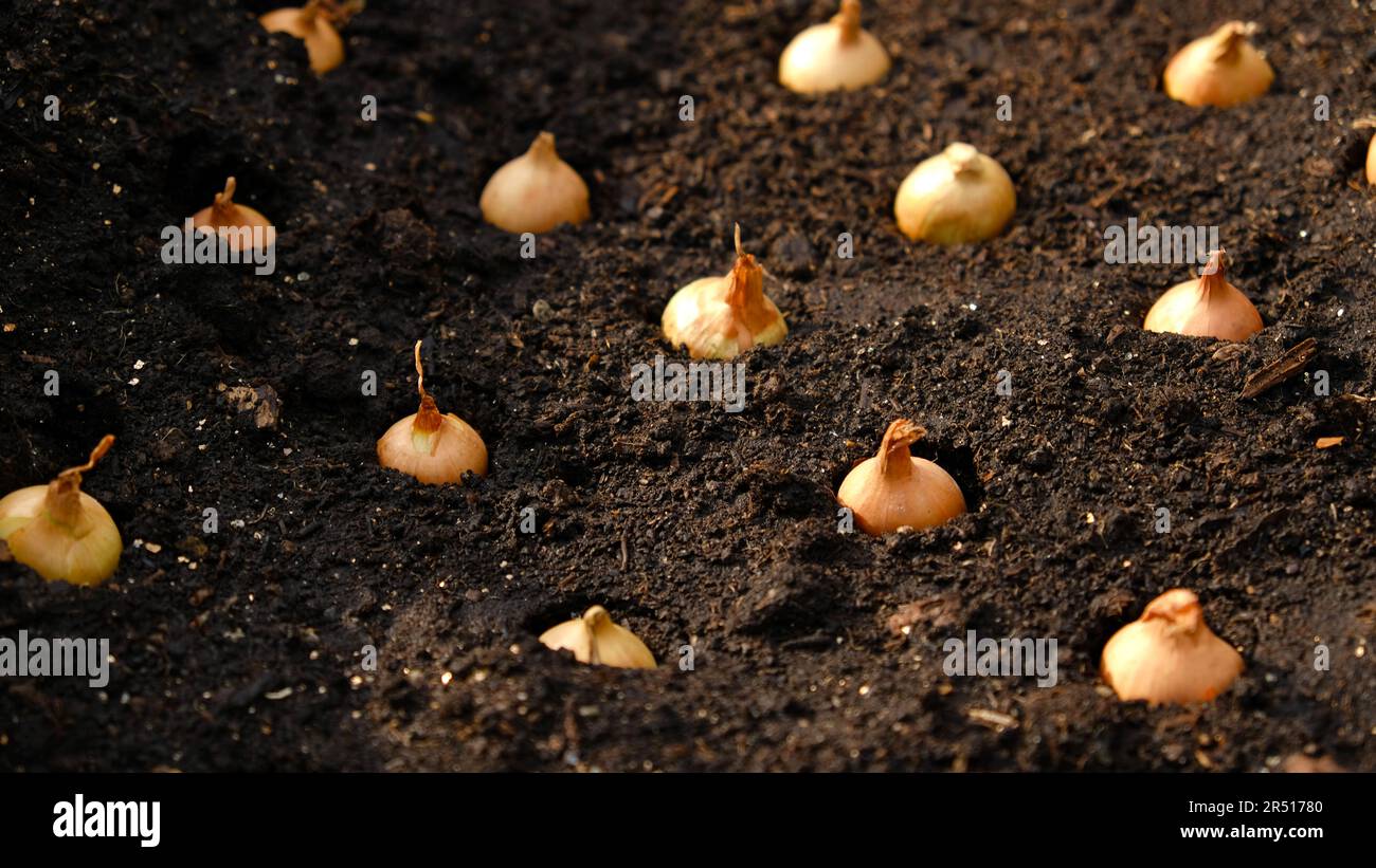 Onion weed bulbs hires stock photography and images Alamy