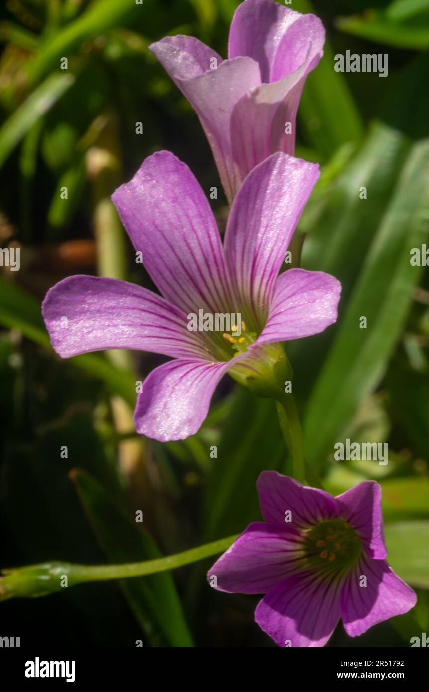 Creeping Oxalis Flower, Oxalis articulata Stock Photo