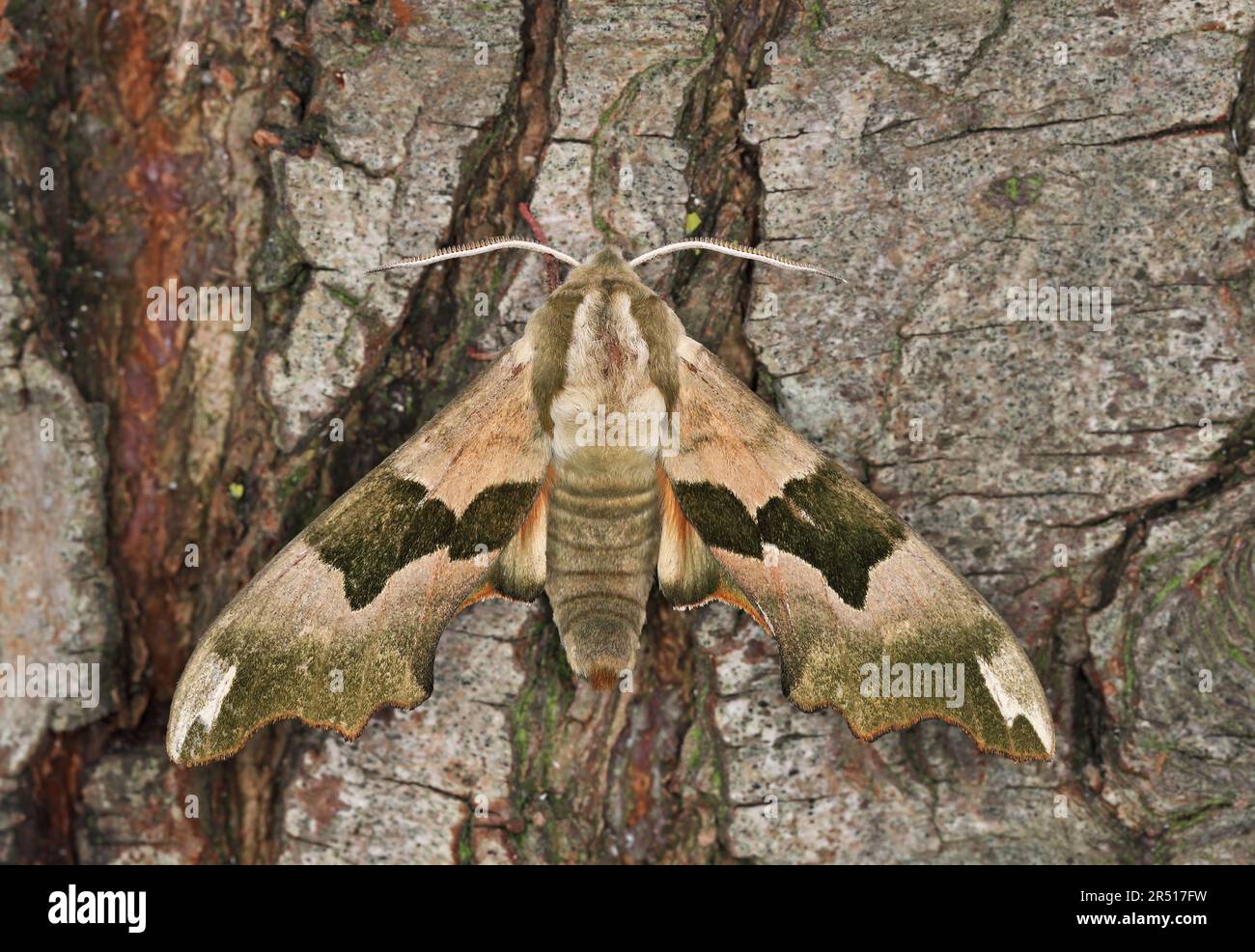 Lime Hawk-moth (Mimas tiliae) adult at rest on tree trunk  Eccles-on-Sea, Norfolk, UK               April Stock Photo