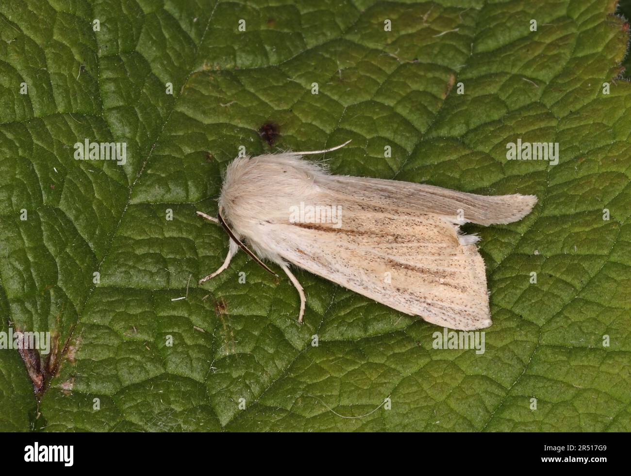 Reed Dagger moth (Simyra albovenosa) adult at rest on leaf  Eccles-on-Sea, Norfolk, UK                May Stock Photo