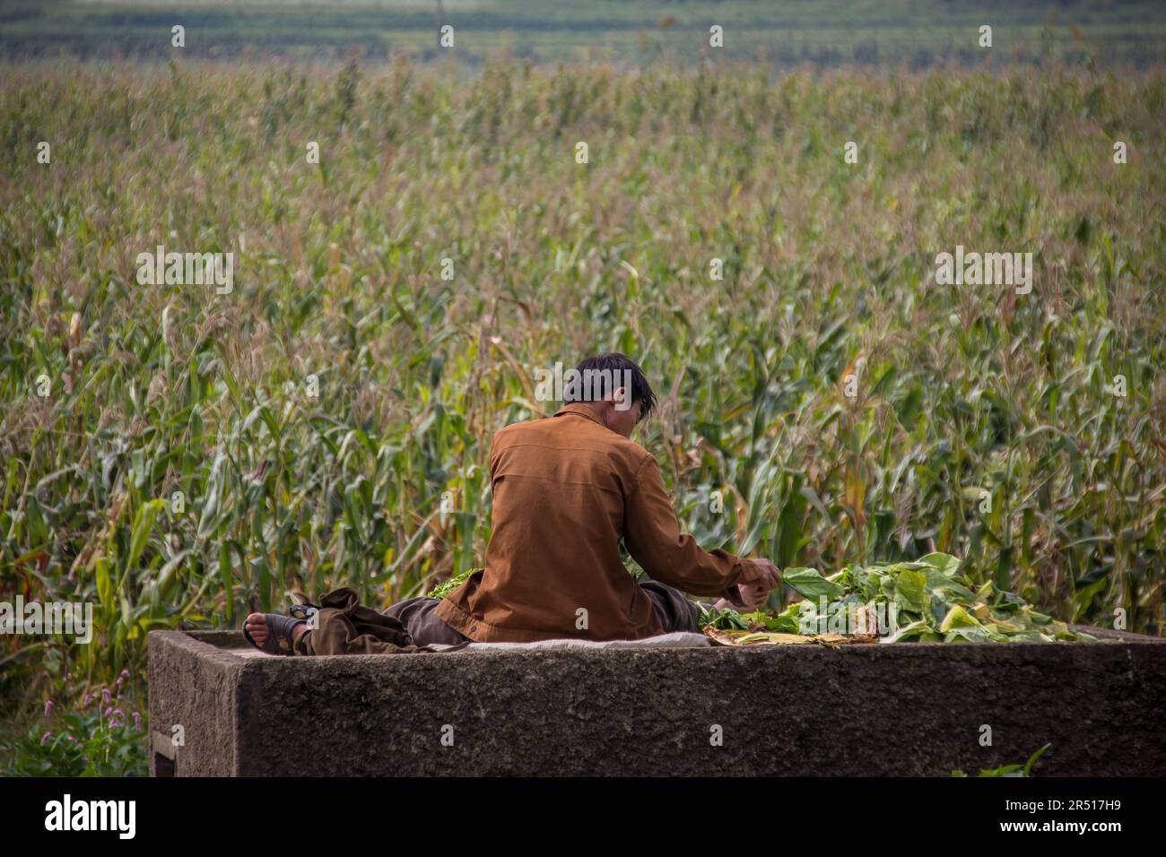 Korean Rural Man north korean man in front of a corn field in north korea Stock Photo ...
