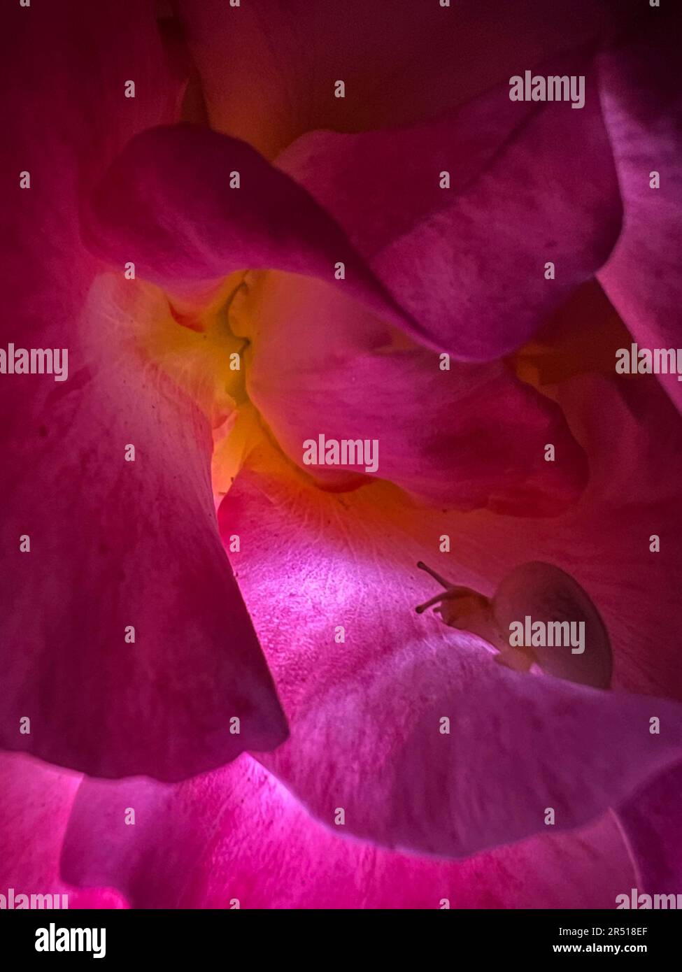 Close-up of a pink rose on a dark background. High quality photo. Stock Photo