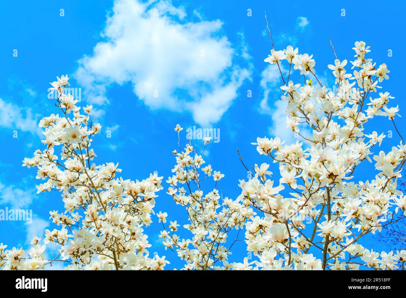 White magnolia tree in full bloom set against a stunning blue sky ...
