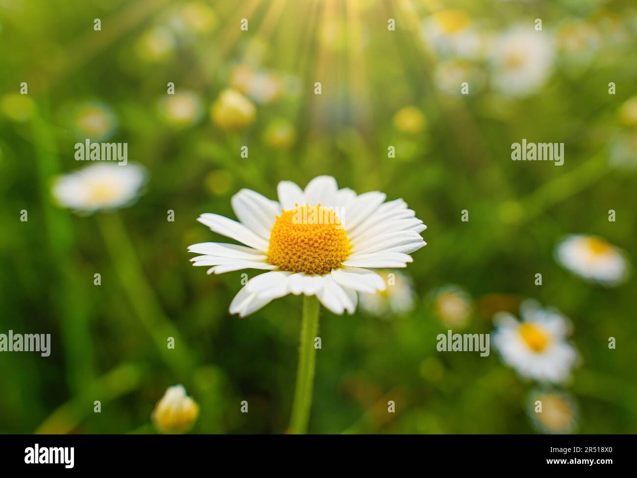 Сlose-up of a vibrant blooming daisy in a field, illuminated by rays of sunlight. Purity, innocence and simplicity concept. Stock Photo