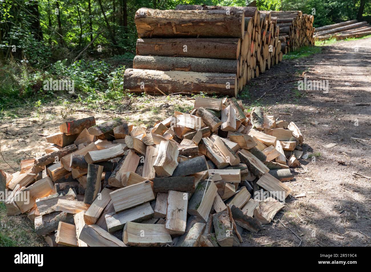 a pile of chopped logs in front of a stack of logs in the forest Stock Photo