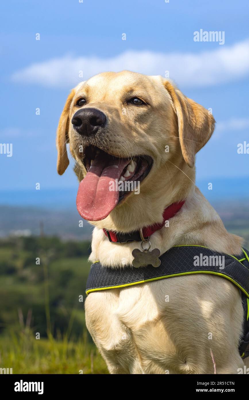 Blue sky hot sale labradors