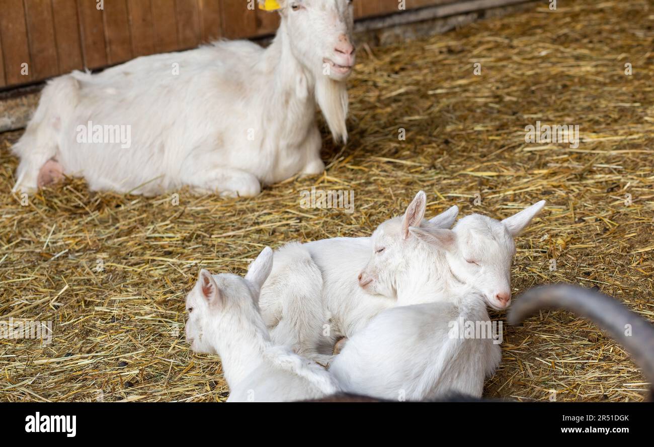 Baby goats sleeping on a hay on animal farm Stock Photo Alamy