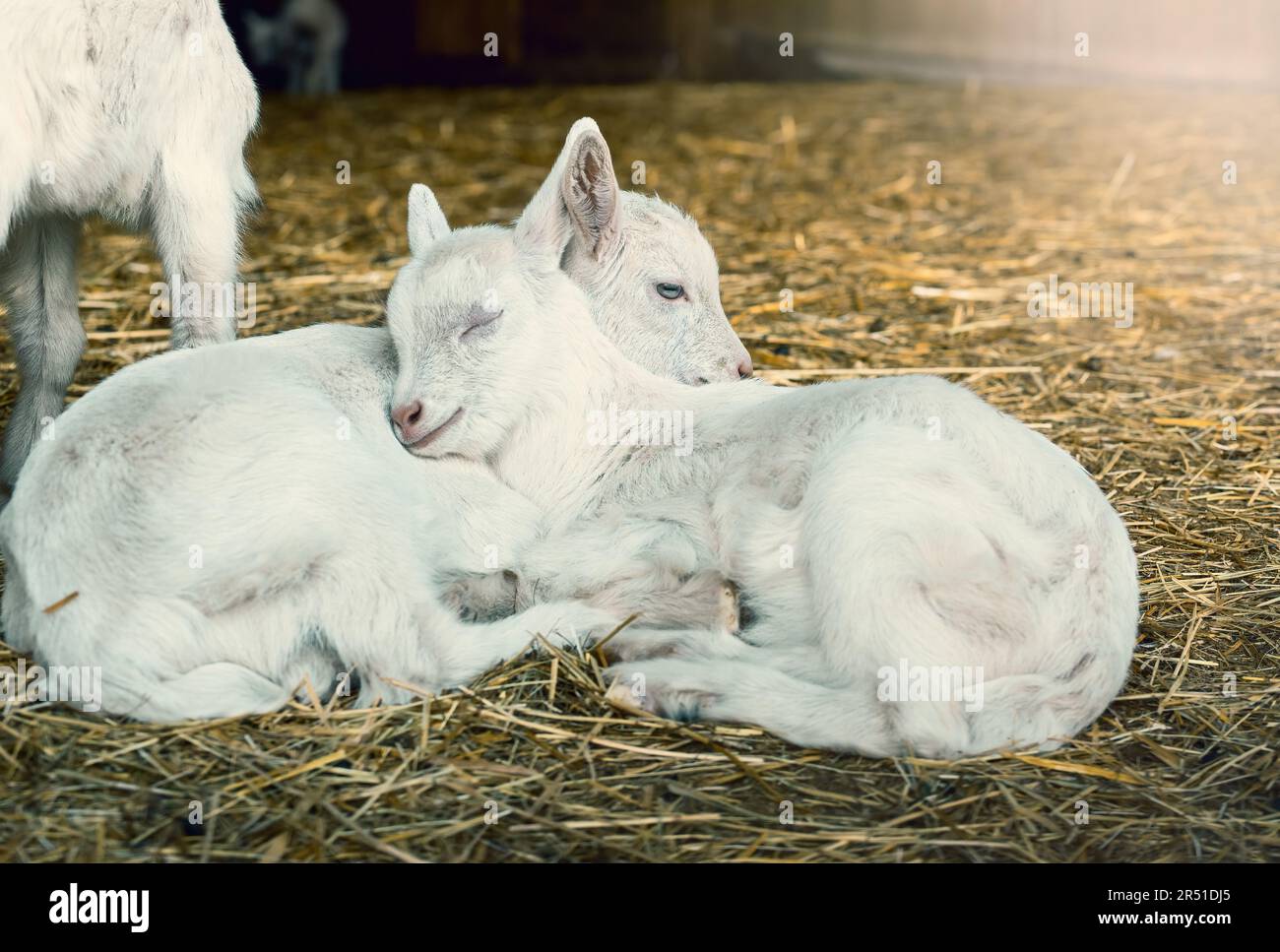 Baby goats sleeping on a hay on animal farm Stock Photo Alamy