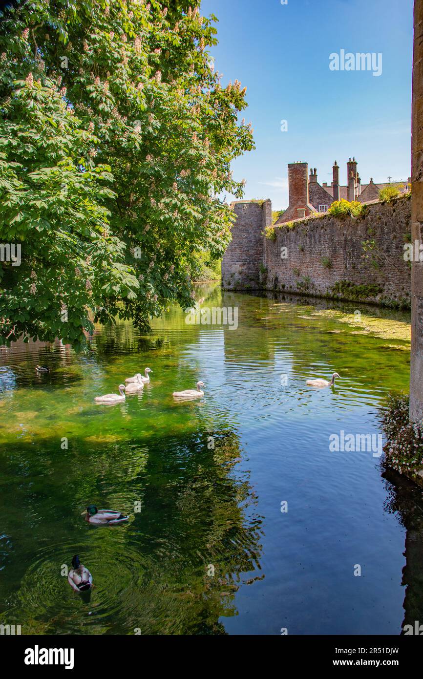 The Bishop s Palace Gardens Wells Somerset Stock Photo Alamy the-bishop-s-palace-gardens-wells-somerset-stock-photo-alamy