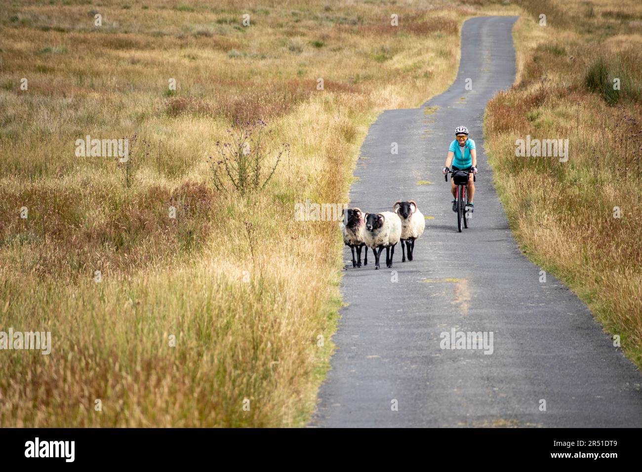 Female cyclist passing sheep on Partry Mountain, County Mato, Ireland Stock Photo