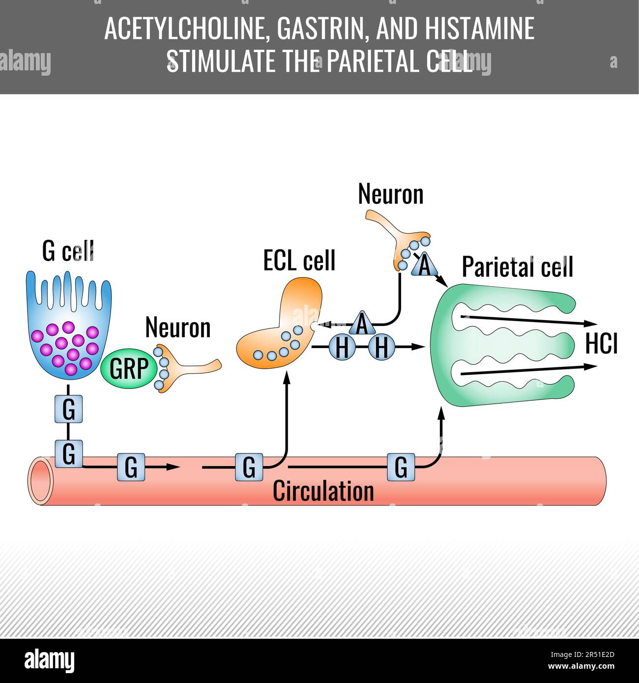 Parietal cell stimulation chart. Acetylcholine, gastrin, and histamine stimulate the parietal cell. Hydrochloric acid generation. Vector medical illus Stock Vector