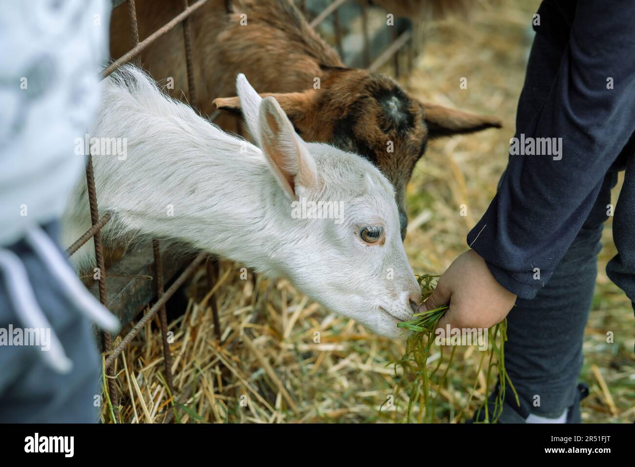 Baby goats fed by children on animal farm. High quality photo Stock