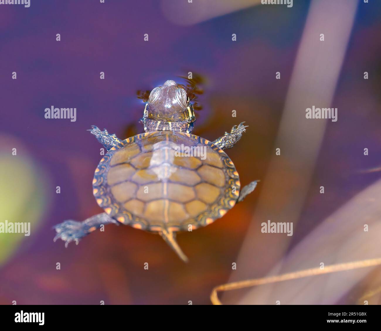 Baby painted turtle swimming in the water with water lily pad