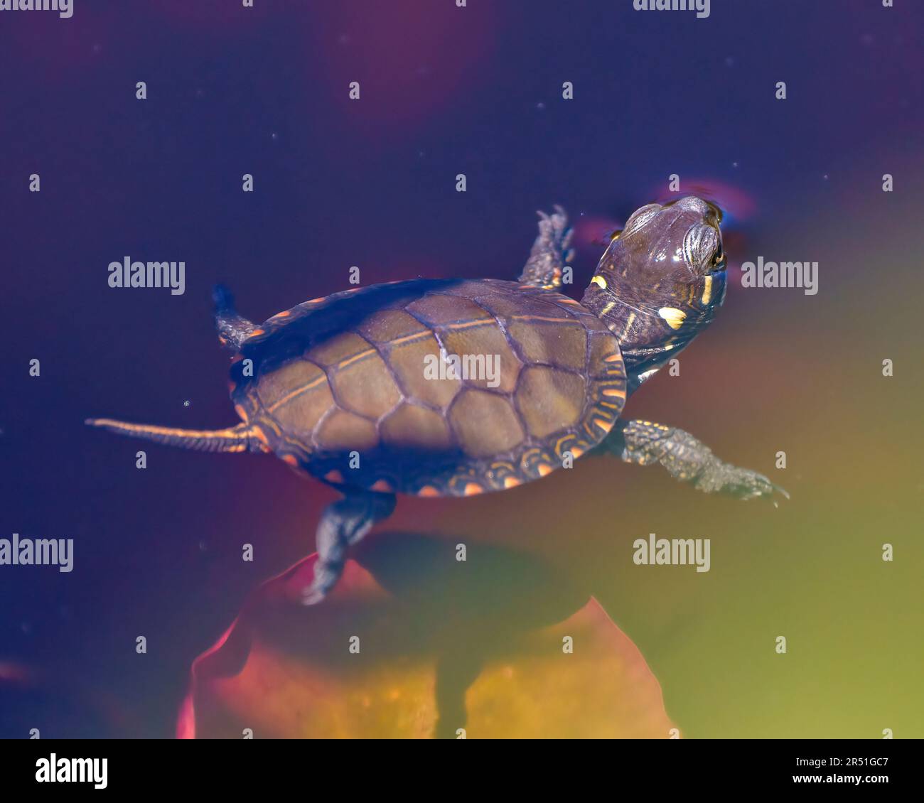 Baby painted turtle swimming in the water with water lily pad