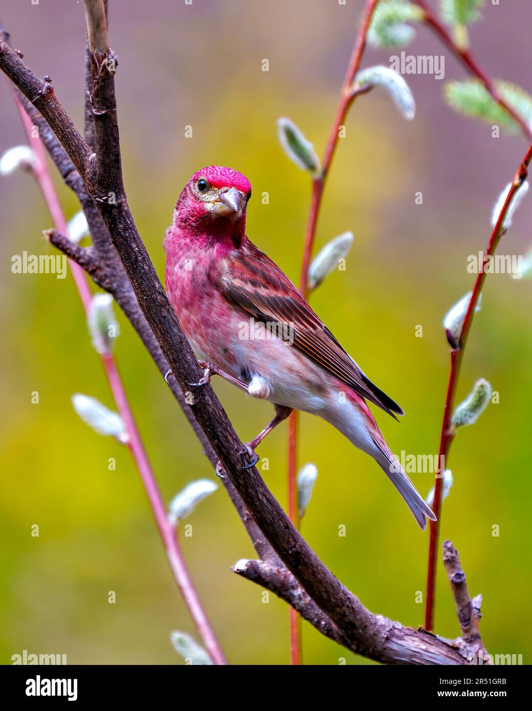 Purple Finch male close-up side view perched on a leaf bud branch in its environment and habitat surrounding with a colourful background in the spring Stock Photo