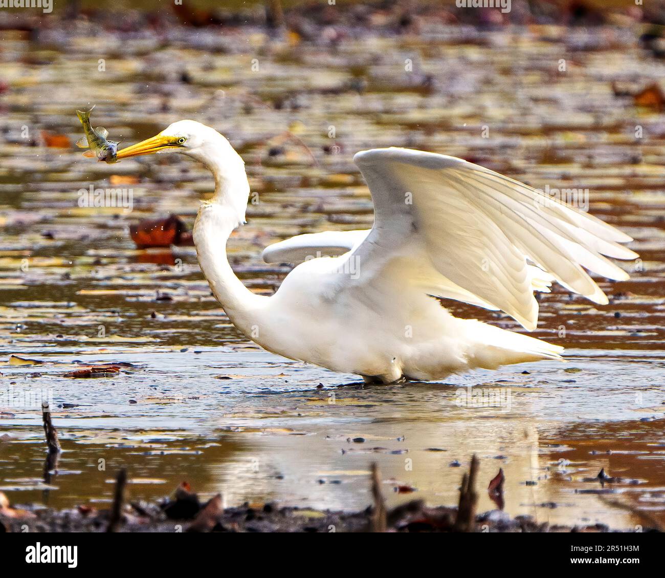 Great White Egret close-up profile side view with a fish in its beak in shallow water with foliage background in its environment and wetland habitat. Stock Photo