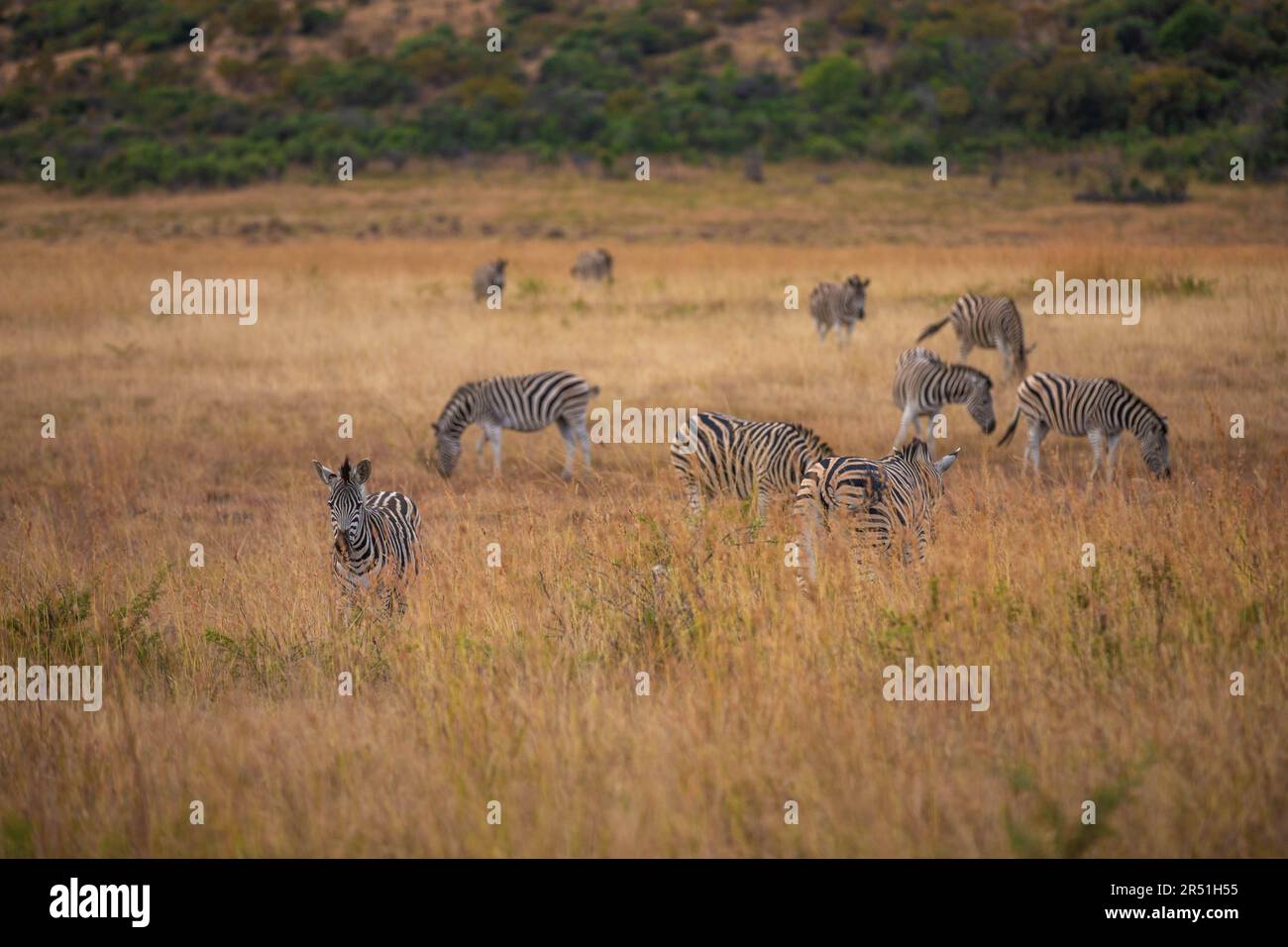 Zebras, Nambiti Game Reserve, South Africa Stock Photo Alamy