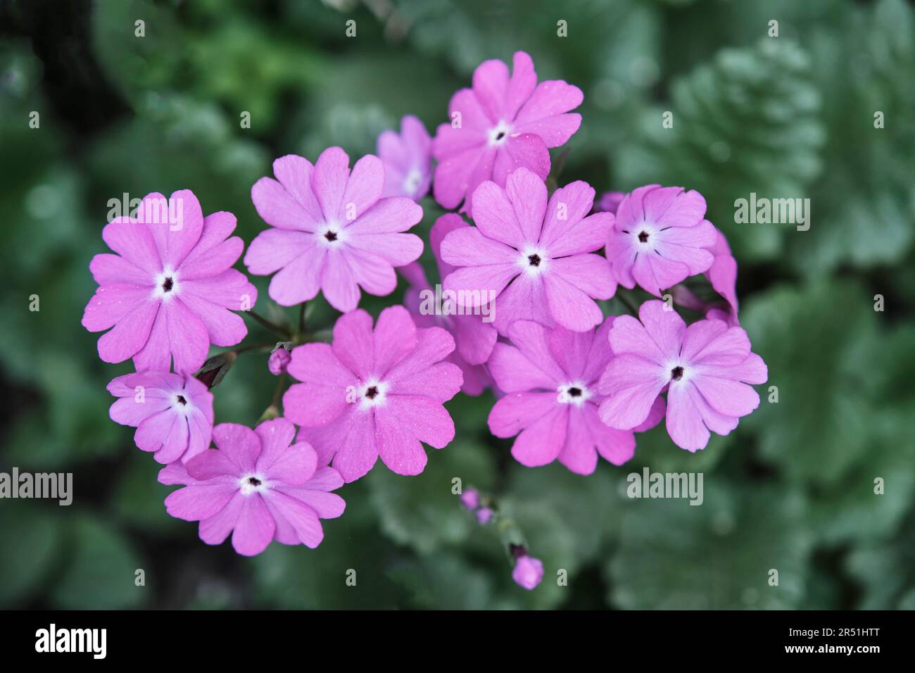 Summer natural floral background. Blooming bright purple flowers of Primula sieboldii, Japanese primrose, on green blurred background. Perennial herba Stock Photo