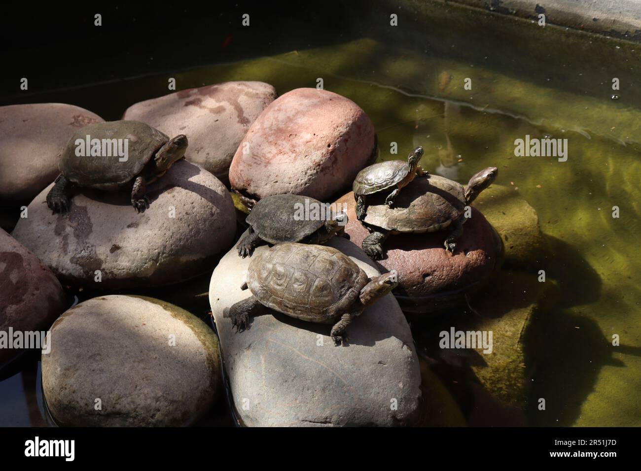 Multiple turtles enjoying the sun Stock Photo Alamy