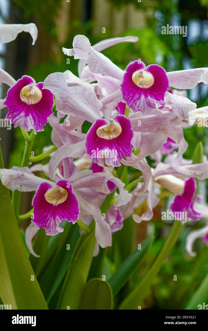 orchid, rose, lavender veined petals, yellos striped centers, bright green leaves, tropical flower, cultivated, indoors, bilateral symmetry, genus Orc Stock Photo