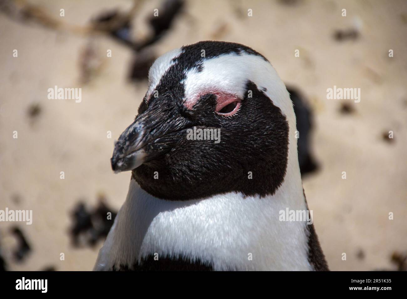 Pinguins in Simon's town, Cape Town, South Africa Stock Photo