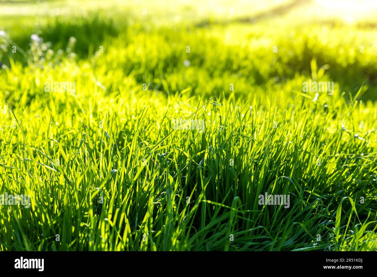 Closeup detail view of fresh long green grass field meadow in warm sunset sunrise morning sun light. Abstrackt natural gardrn environment background Stock Photo