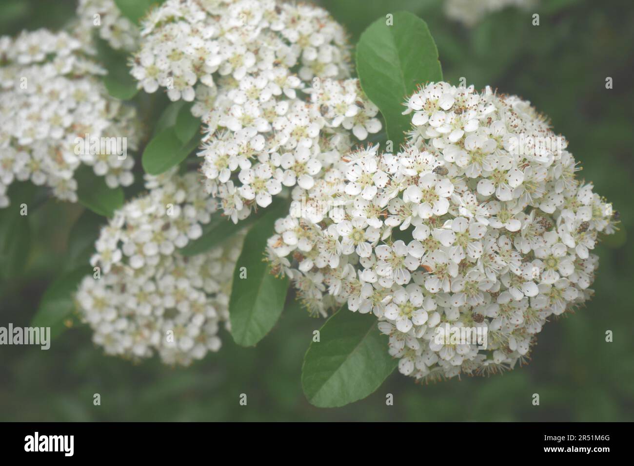 Pyracantha, firethorn, growing in a garden, Szigethalom, Hungary Stock Photo