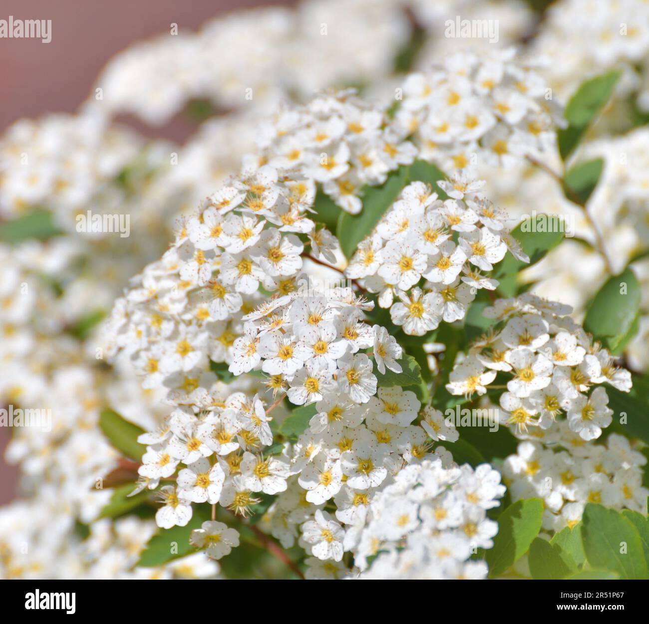 Spirea chamaedryfolia blooms profusely in spring Stock Photo