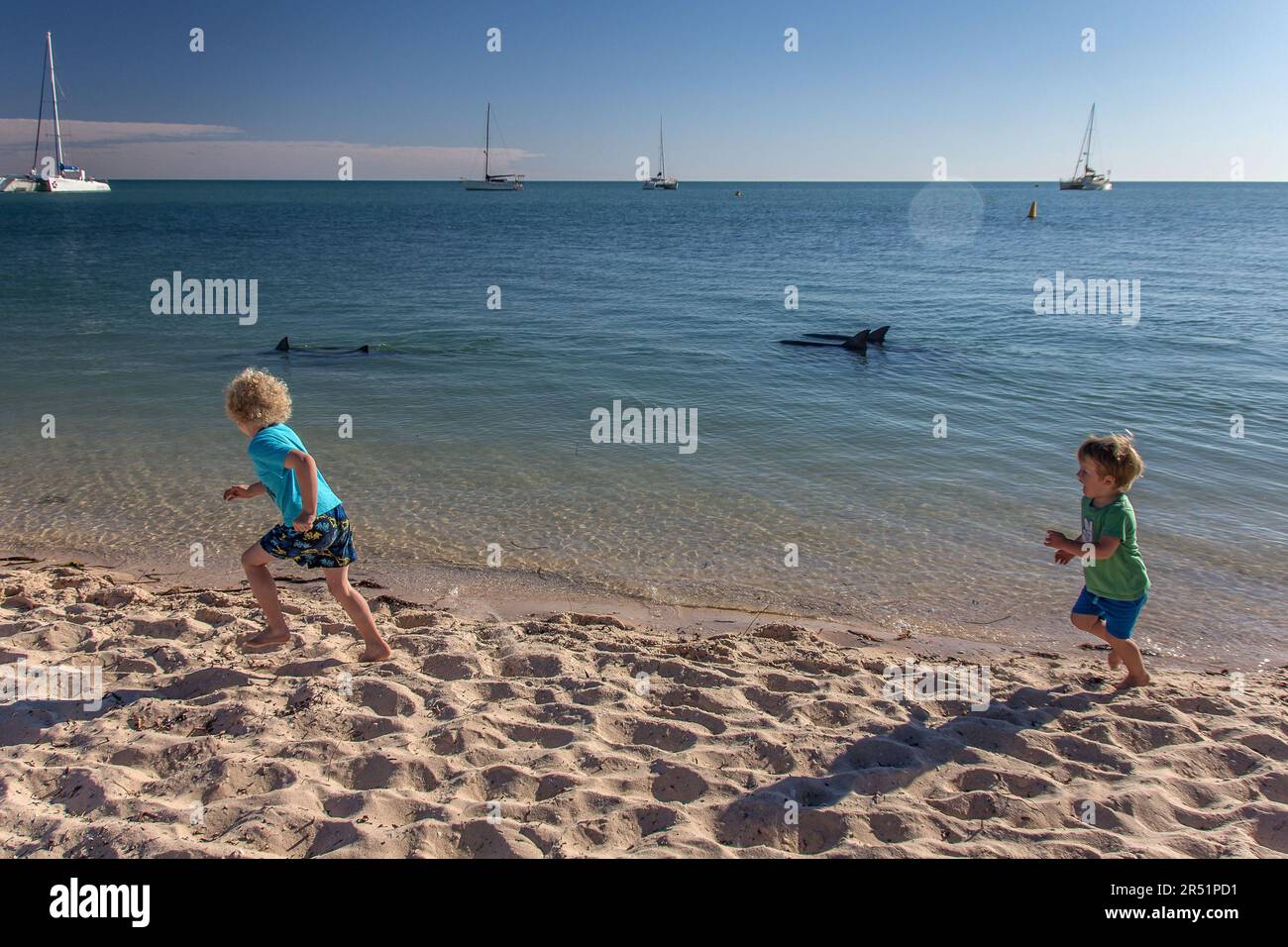 dolphions swimming by the beach at monkey mia in australia Stock Photo ...