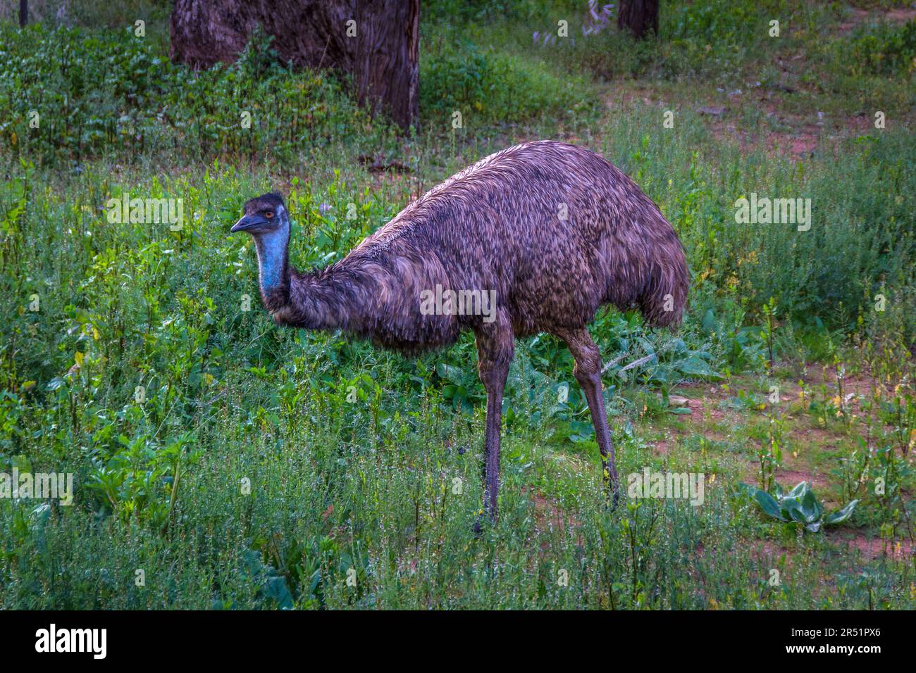Emus, Flinders Range, Australia Stock Photo