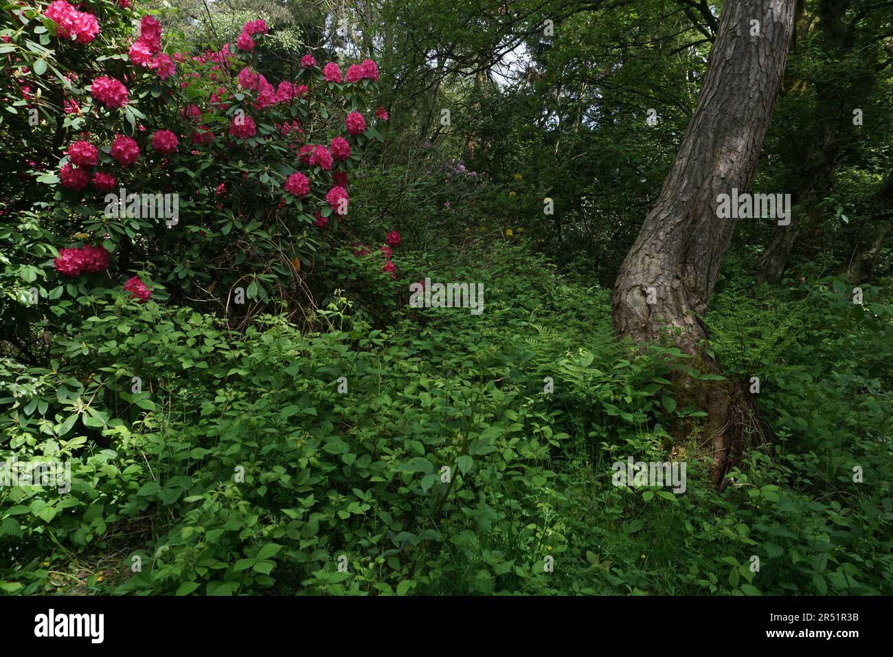Pretty flowers in woodland Stock Photo - Alamy