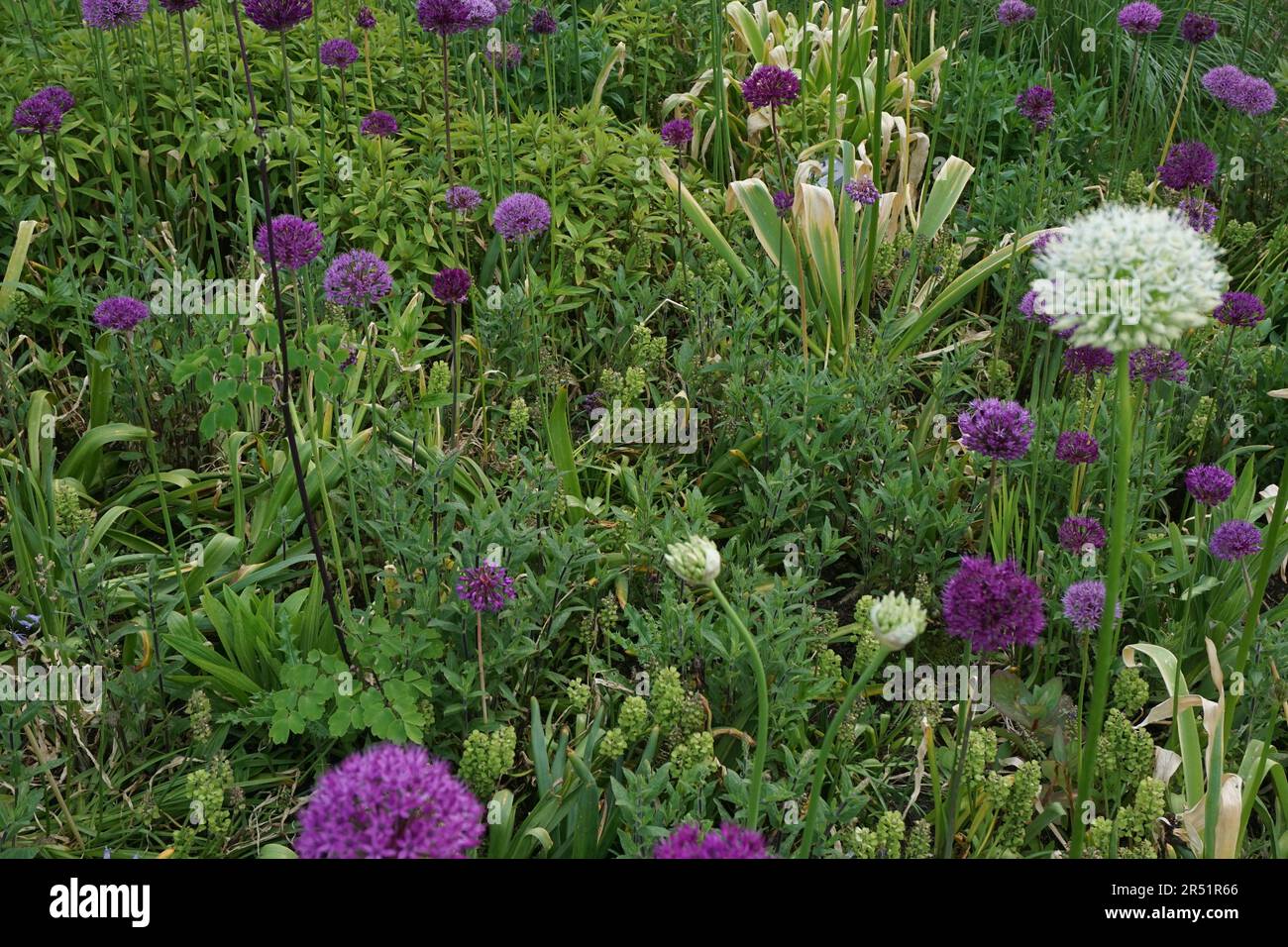 Blue and White Aliums in Garden Stock Photo
