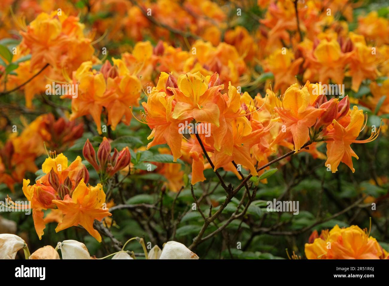 Orange Flame Azalea in flower. Stock Photo
