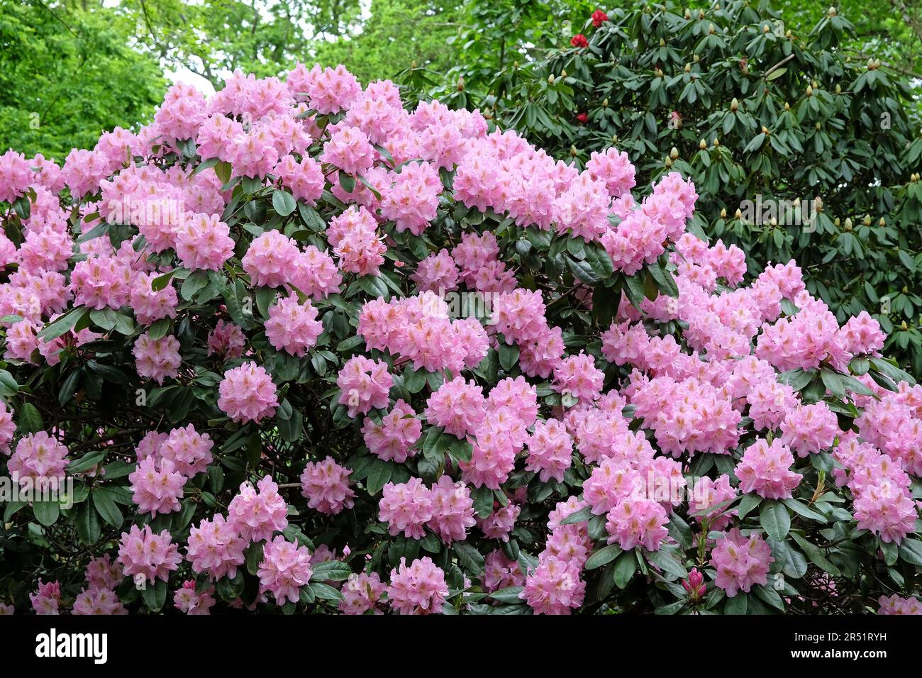 Pink Rhododendron 'Scintillation'  in flower. Stock Photo