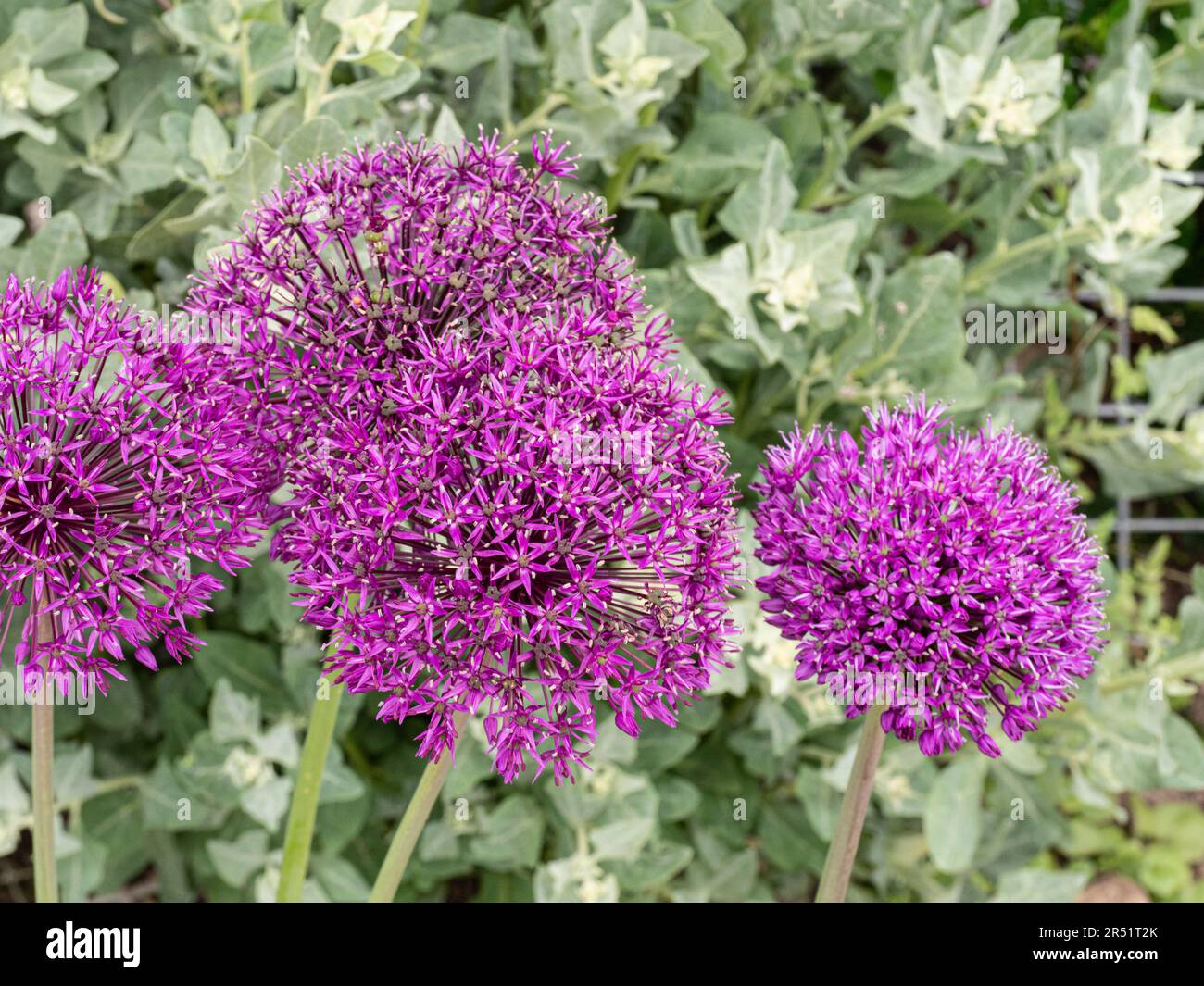 The purple ball shaped flowers of the Allium 'Purple Sensation' Stock Photo